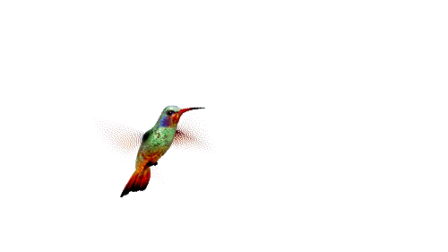 Colibrí animado